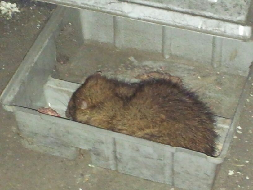 Rata capturada en un portacebo químico 